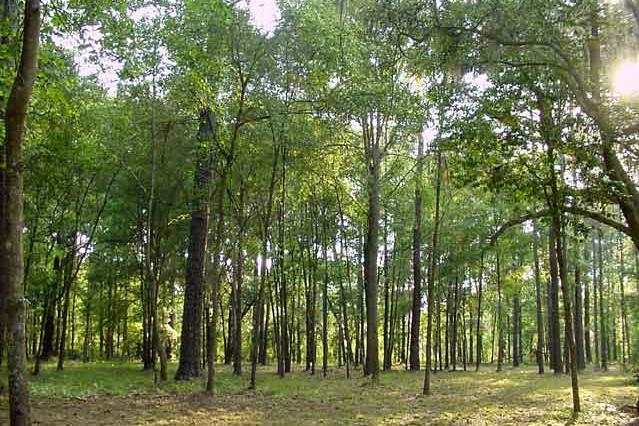 Для відновлення лісових насаджень створена робоча група
