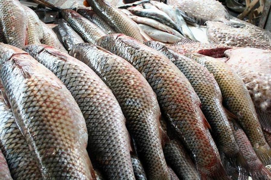 Україна має перспективи в розвитку рибної галузі