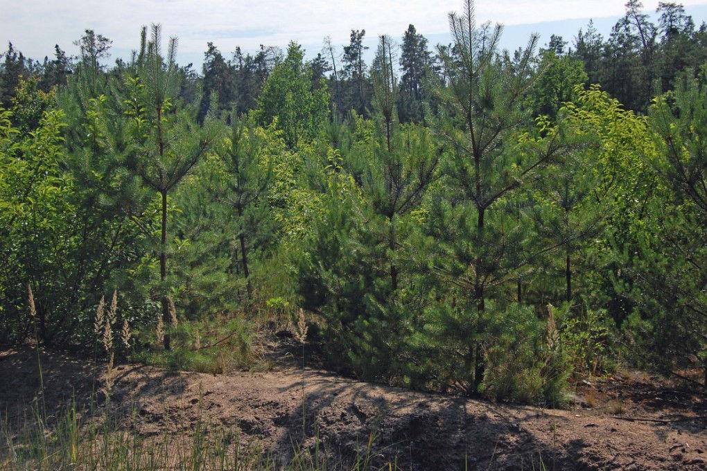 ГПУ вживає заходів щодо незаконно вибутих лісів у районах Києва
