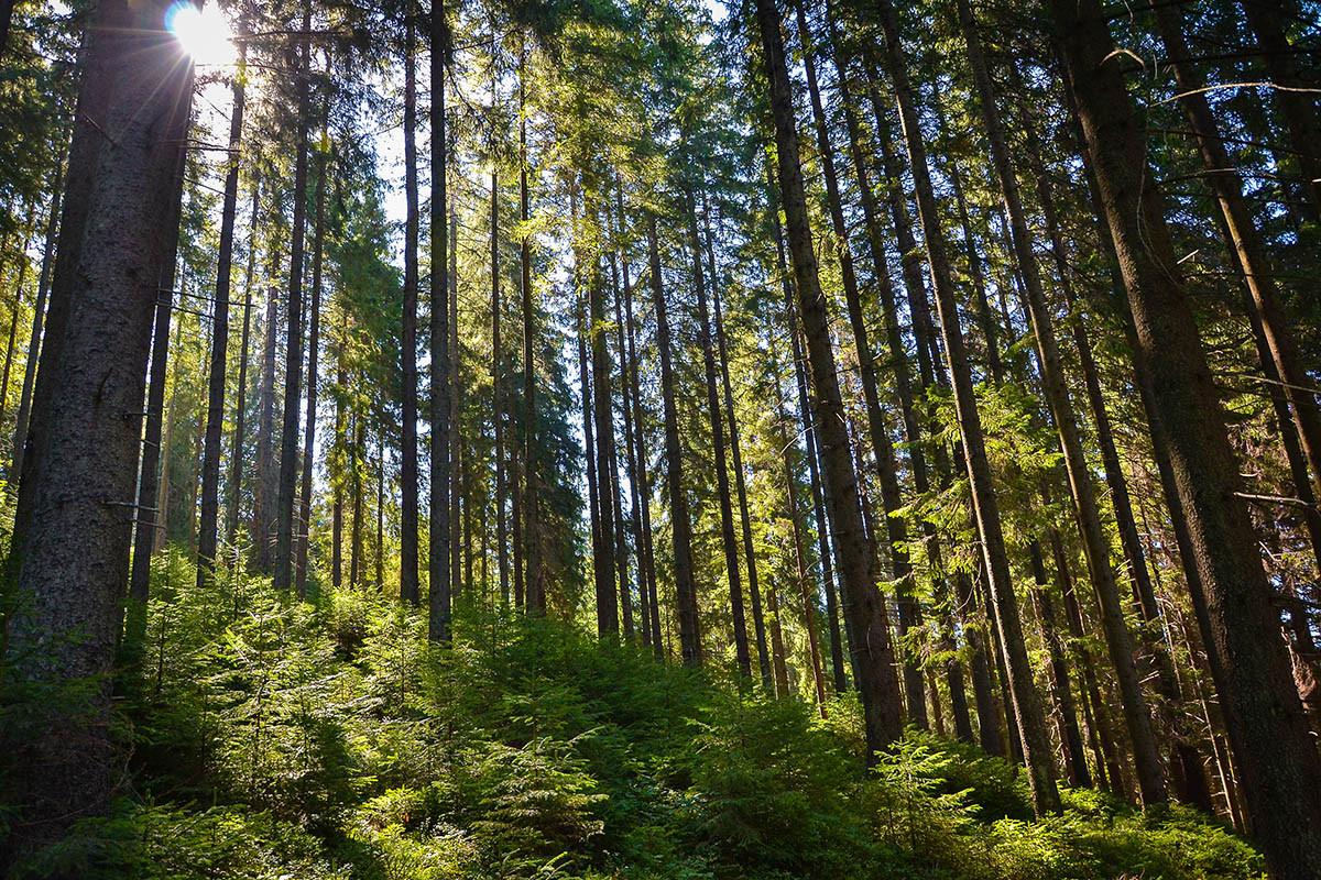 Держлісгоспи реалізували 460 тис. кбм лісу