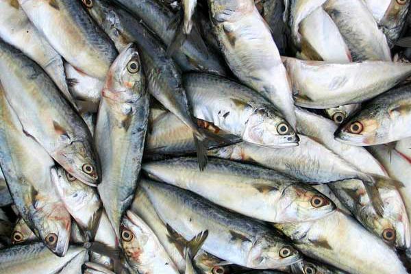 ГКРС ФАО надасть допомогу українській рибній галузі