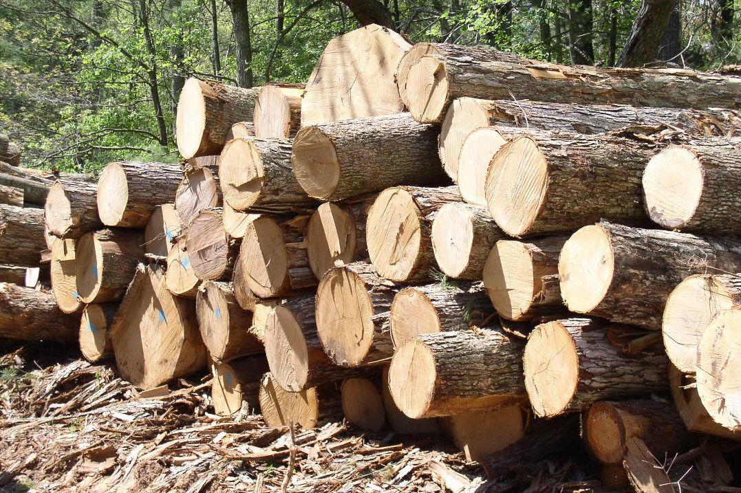 ЄС схиляє Україну зняти мораторій на експорту лісу 