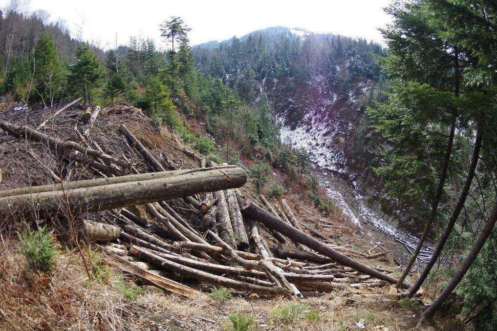 На Закарпатті незаконно вирубали 774 га лісів 