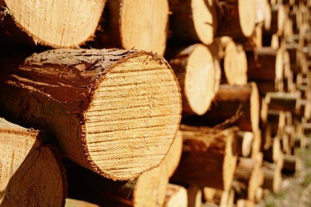 Контрабанду деревини збільшує мораторій на експорт лісу