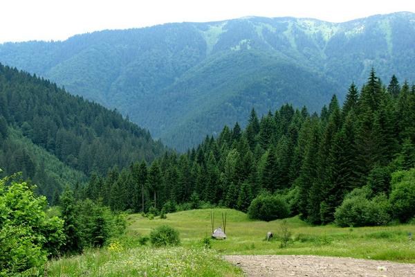 Німеччина та Австрія співпрацюватимуть з Україною в лісовій сфері