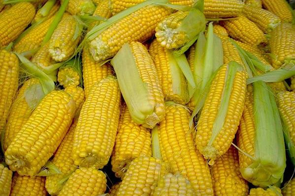 За незаконний експорт в полтавського підприємства вилучено кукурудзи на 7 млн грн