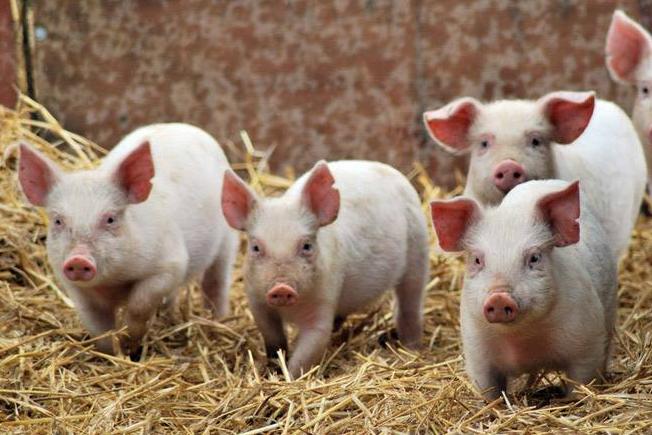 У Рівненській області від АЧС загинуло 4 свині