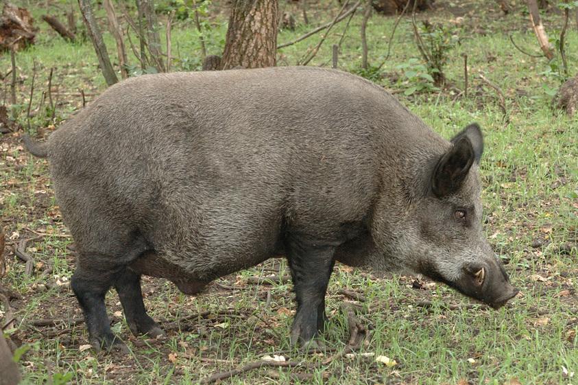 Випадок АЧС зафіксований у диких свиней на Полтавщині