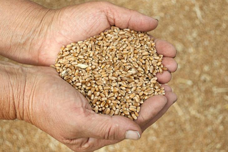 На Запоріжжі викрито розкрадання зерна на 2млн грн 