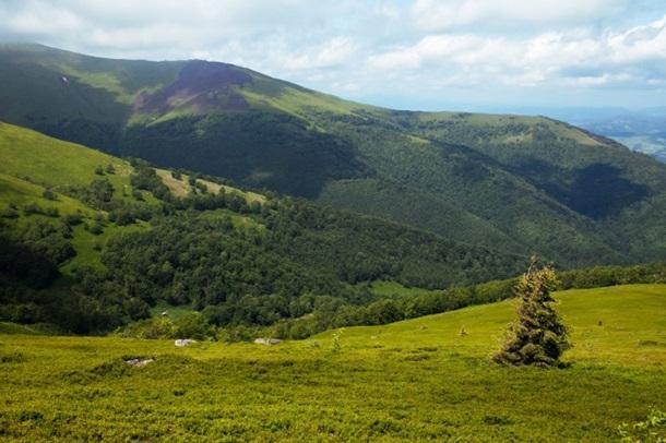 Словаччина та Закарпаття планують співпрацювати в лісовій галузі