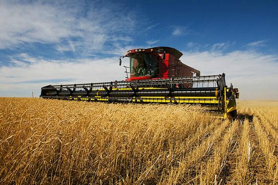 МЕРТ покращило прогноз зростання сільгоспвиробництва