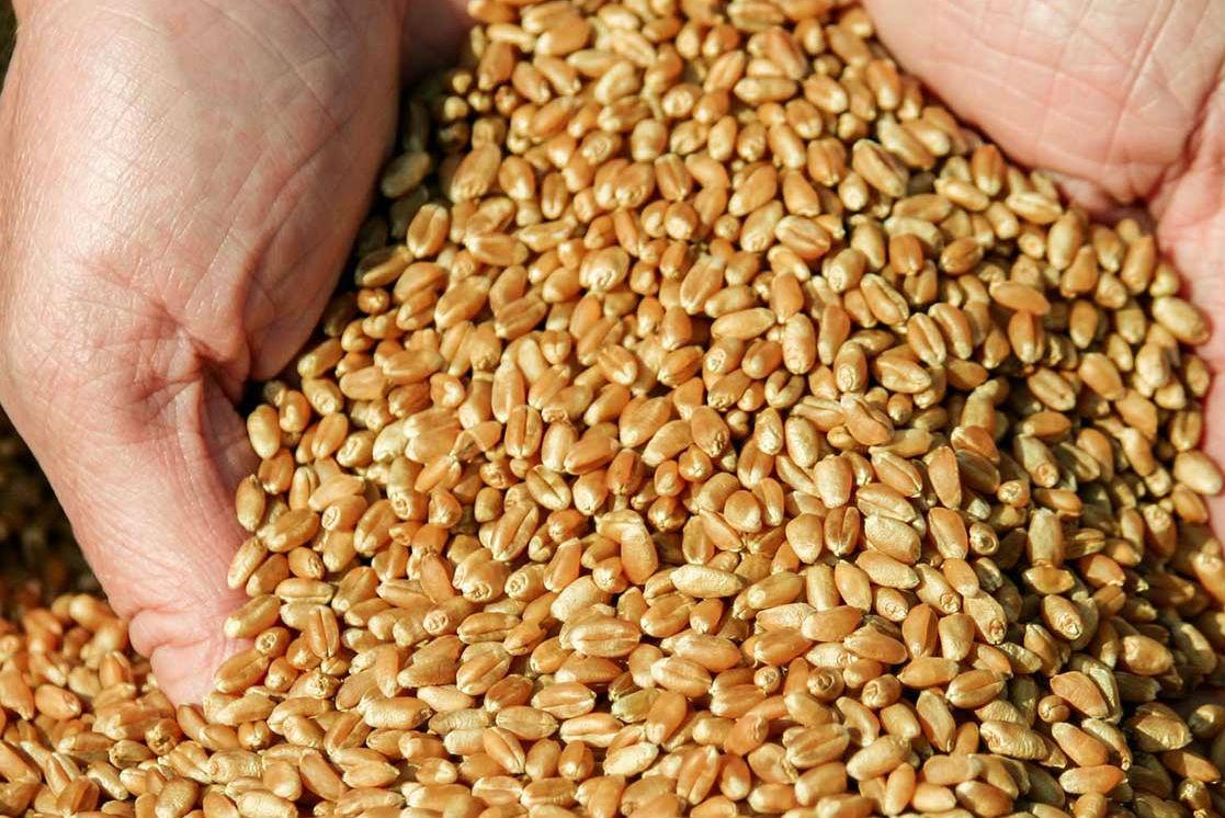 За втрату вантажу з пшеницею Одеська «Укрзалізниця» заплатить 9,4 млн грн