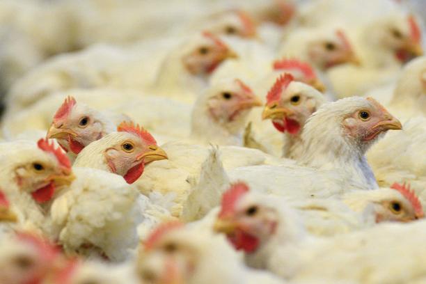 Україні заборонено ввозити м'ясо птиці в ЄС