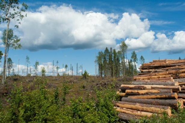 Лісовій галузі потрібні радикальні і зважені зміни