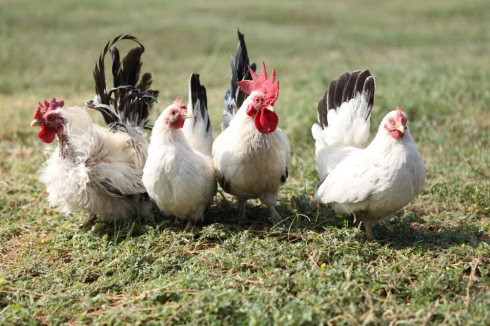 Випадки захворювання на грип птиці зафіксовані на Херсонщині