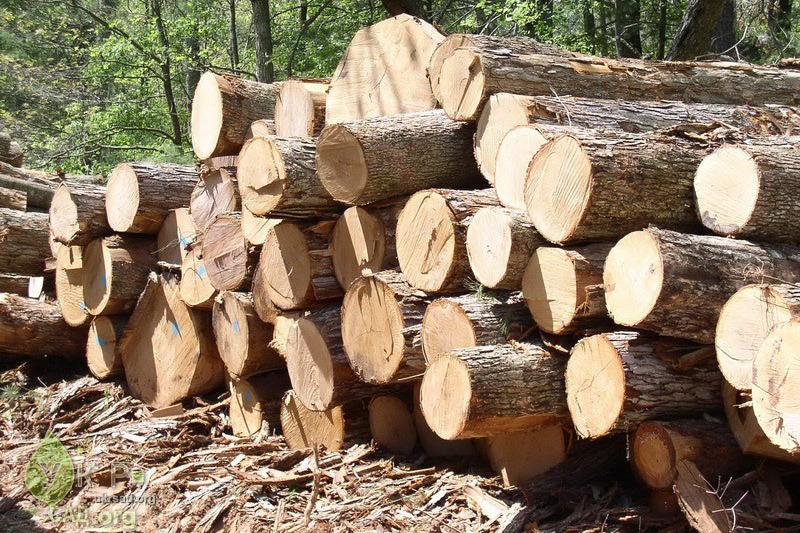 На Чернігівщині викрито махінації з лісоматеріалами 