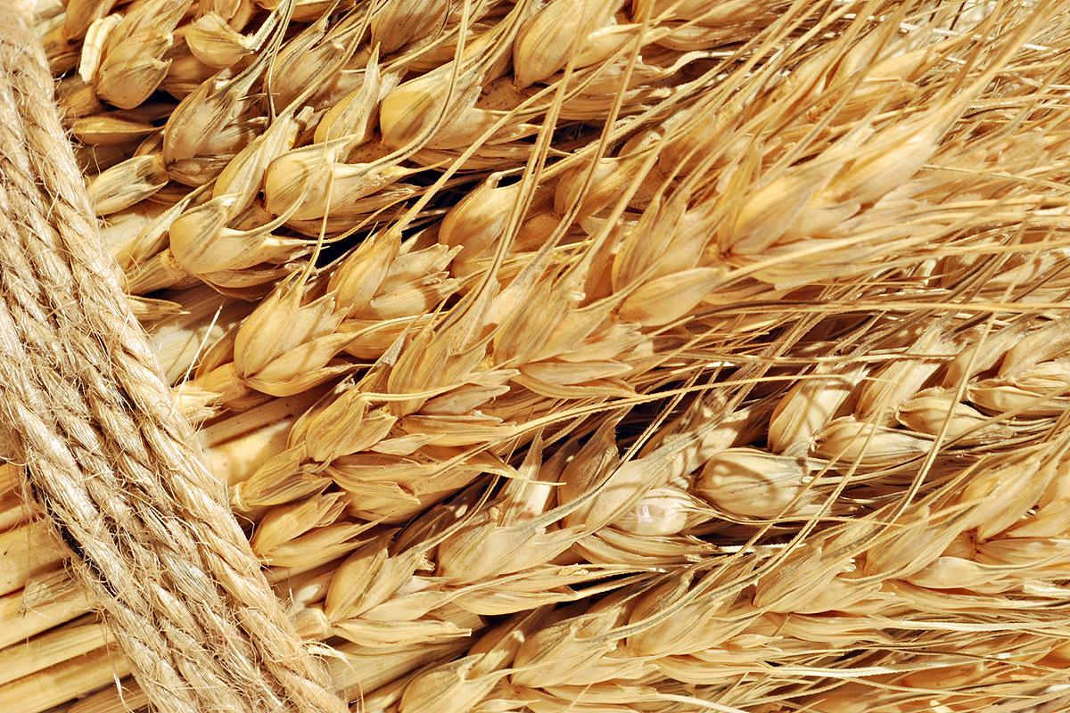 ДФСУ наклало арешт на зерно на суму понад 115 млн грн 