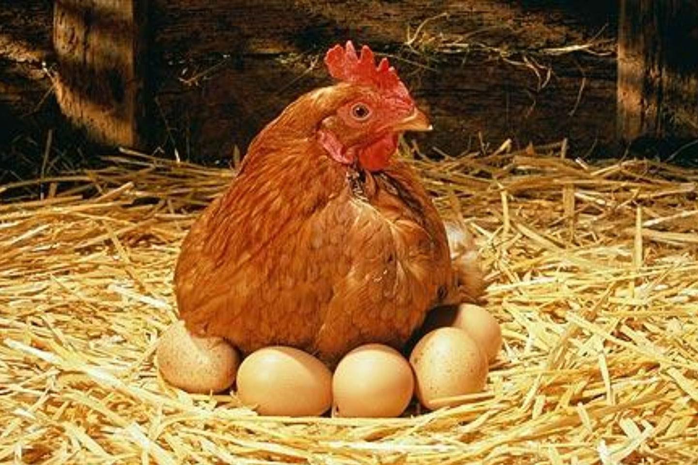  В Україні скоротилося поголів'я птиці і виробництво яєць