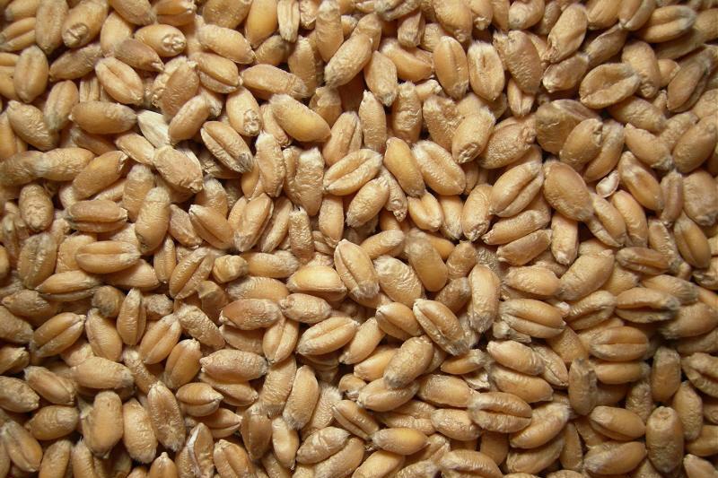 На аукціоні Держрезерв реалізував зерно на 92,8 млн грн