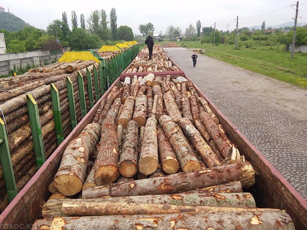 СБУ відвернули незаконне вивезення деревини з України
