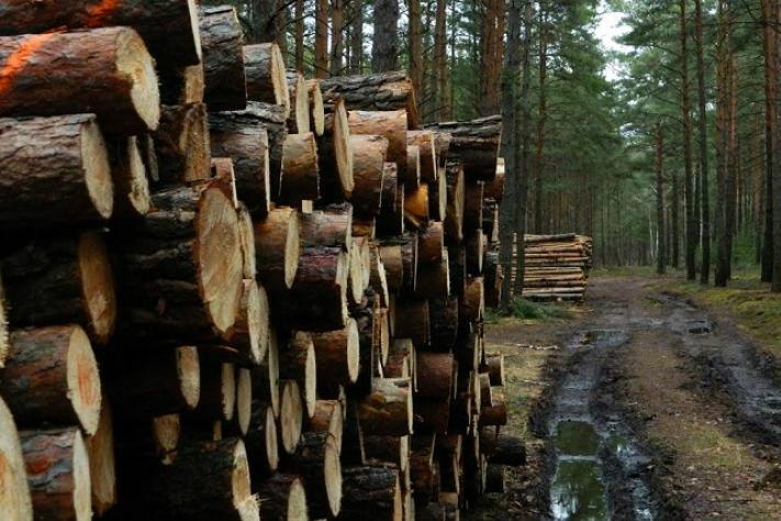 Зловмисники під час махінацій з лісопродукцією отримали 44,4 млн грн