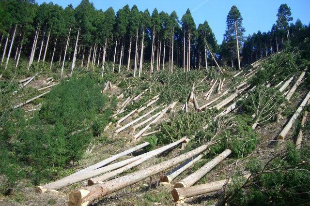 Виявилено незаконну рубку дерев в Овруцькому лісгоспі