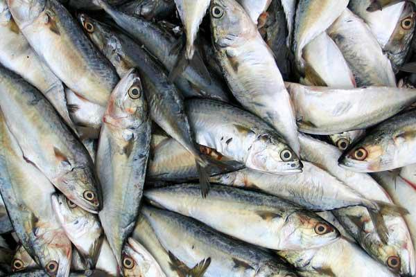 Україна збільшила експорт риби