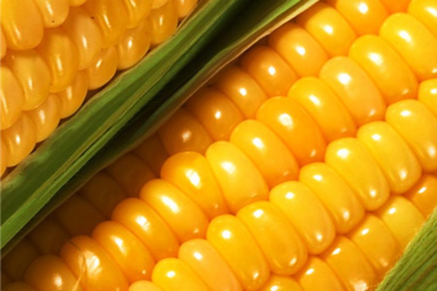 В Україні розкрили схему незаконного експорту кукурудзи 