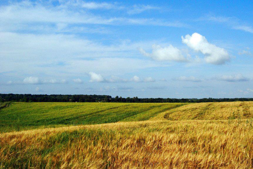 Україна має зробити 6 кроків для запровадження ринку земель