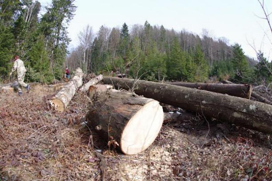 Світовий банк допоможе писати лісову рформу