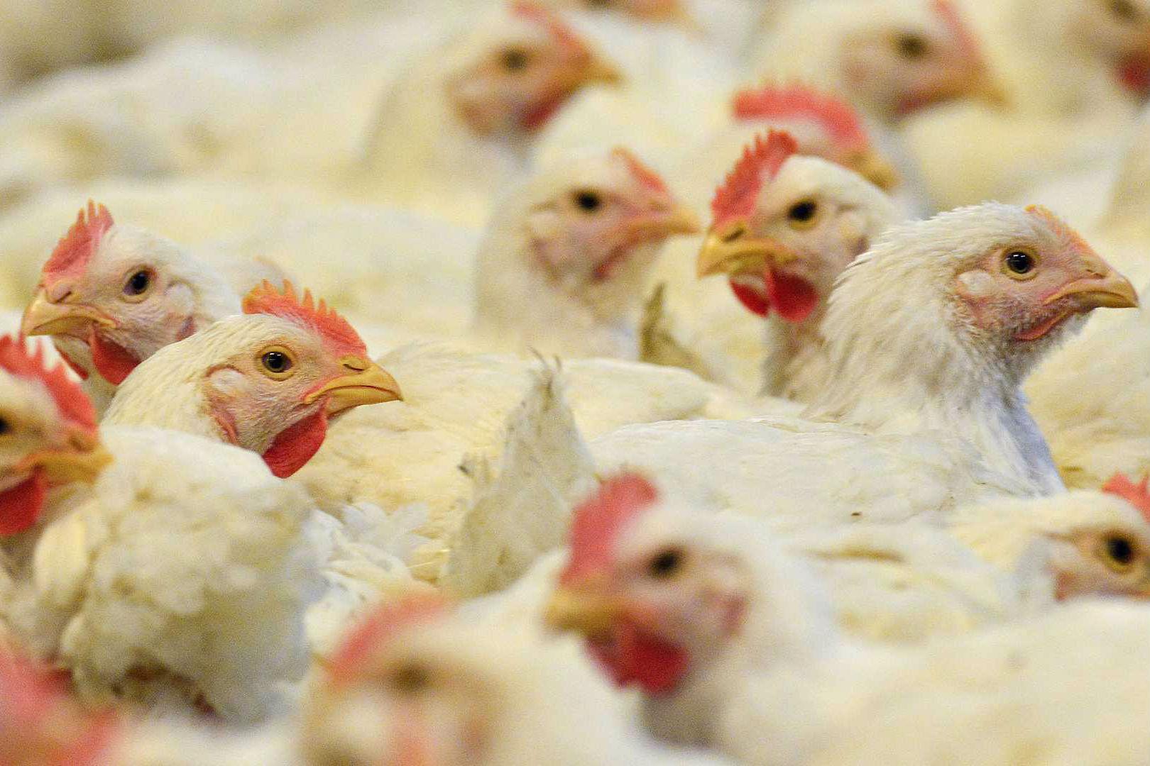 Молдова заборонила ввезення м'яса птиці з України