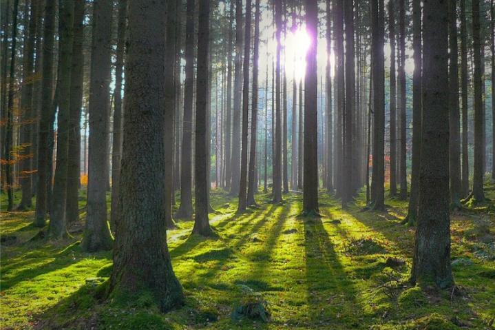 ЄС надасть транш в обмін на український ліс