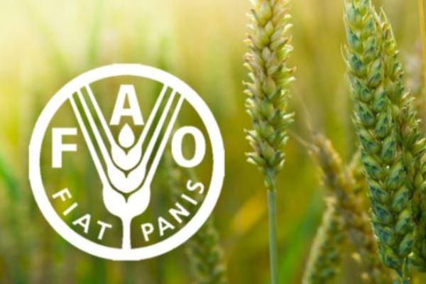 FAO закликає до посилення підтримки дрібних фермерів