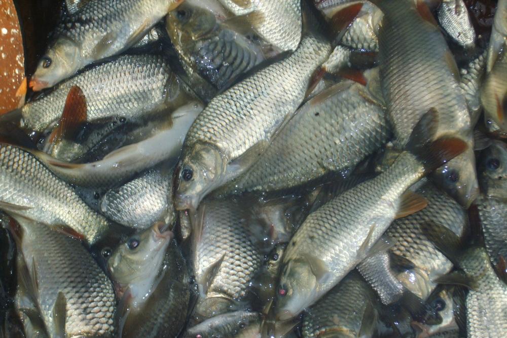Парламент зробив крок до надання державної підтримки зі страхування рибного господарства