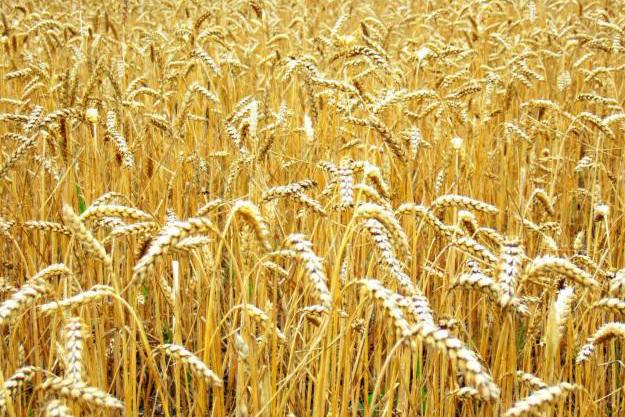 Україна посіла шосте місце в світі з експорту пшениці