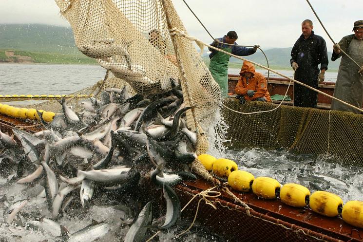 Україна отримала найбільший вилов риби у 2016 році