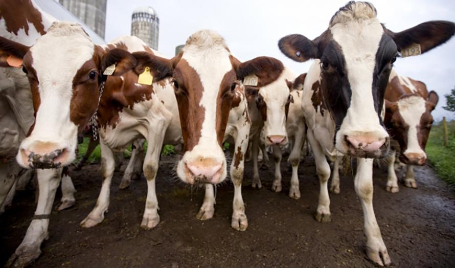 5 тисяч гривень дадуть за нову корову в Запорізький області