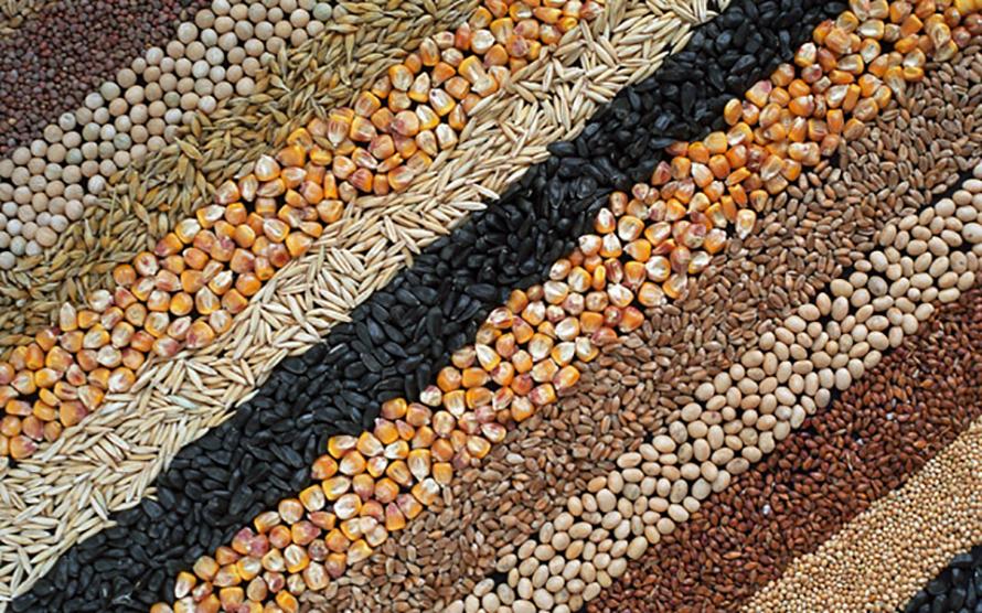 Україна може наростити  експорт насіння