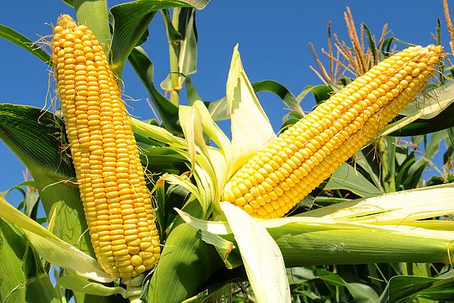 Кенія готова закупити 450 тис. т української кукурудзи