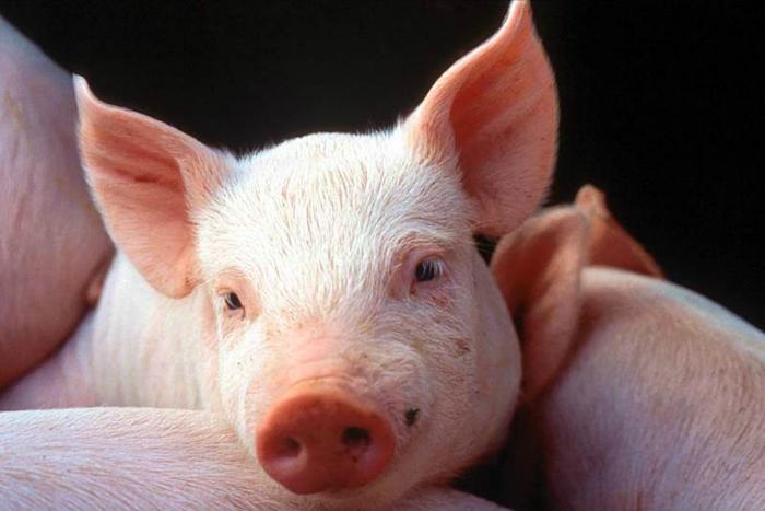 В Донецькій області гинуть свині через АЧС 