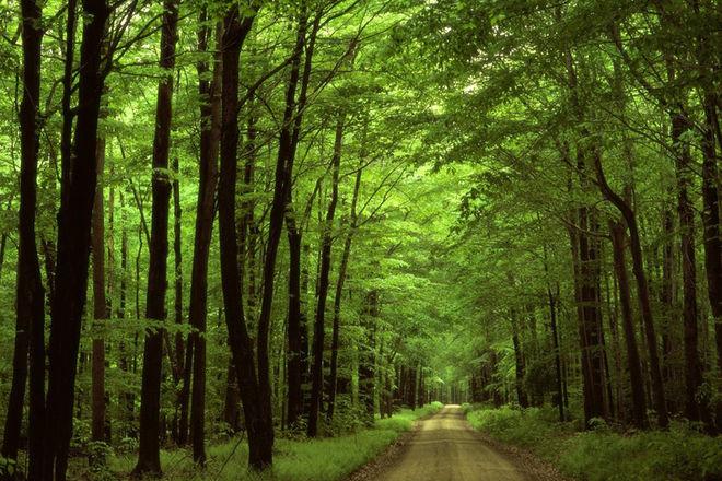 У 2017 році обсяг відтворення лісів становитиме понад 50 тис. га