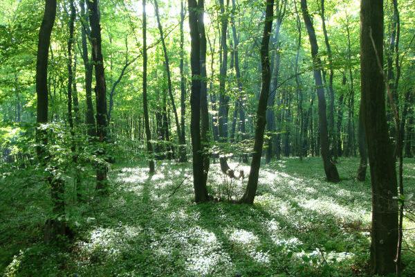 Україна та Словенія підписали меморандум про співпрацю у лісовій сфері