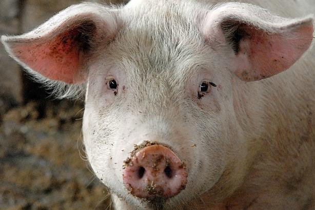 Африканська чума свиней залишила Полтавщину