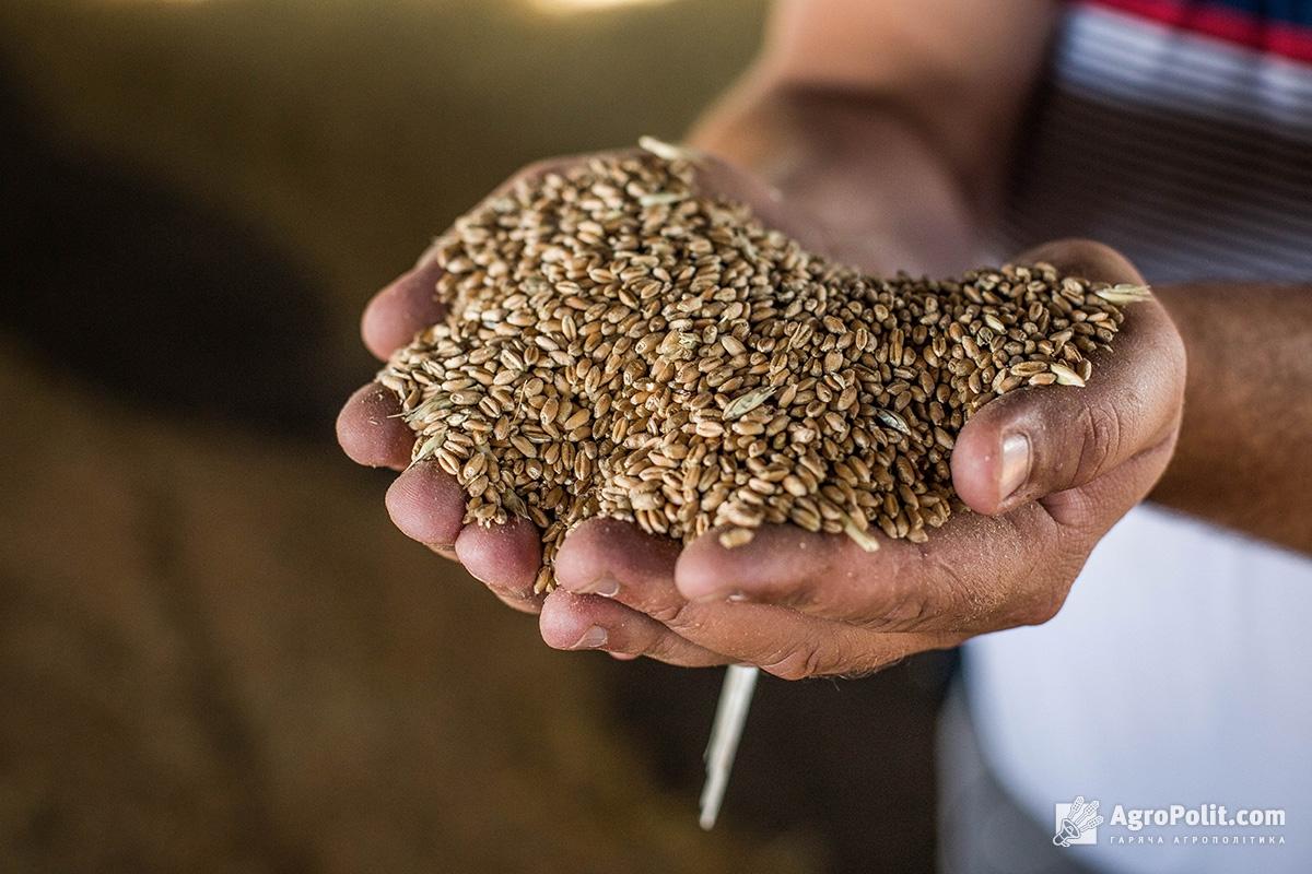 Нестача добрив може скоротити експорт на 10 млн т пшениці і 5 млн т кукурудзи