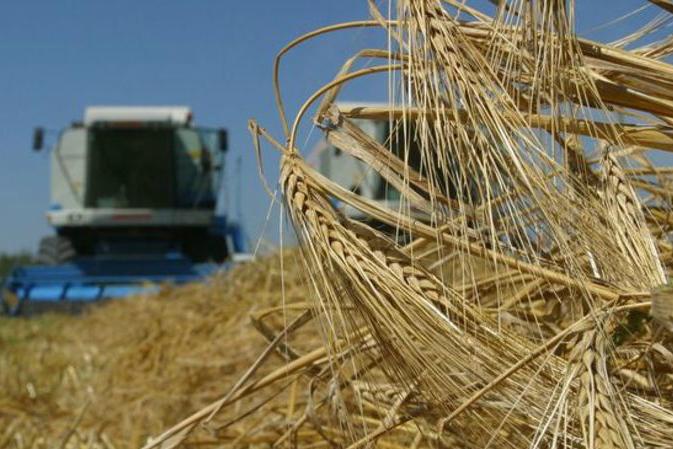 З початку року сільгоспвиробництво в Україні скоротилася на 0,8%