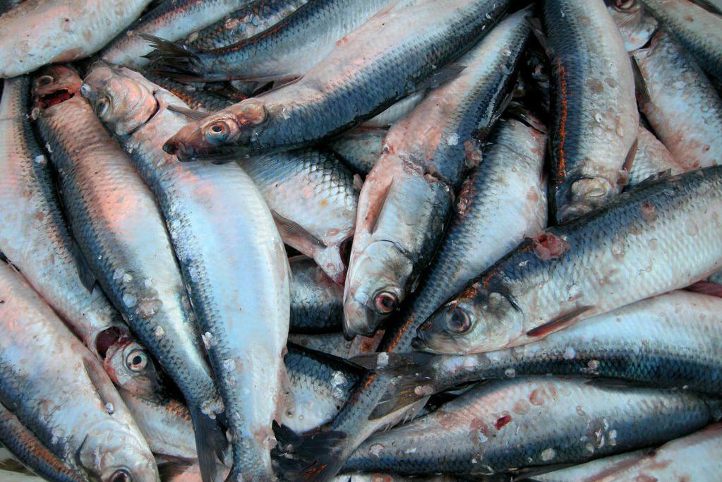 За 2017 рік виявлено найбільшу кількість порушень в рибному секторі