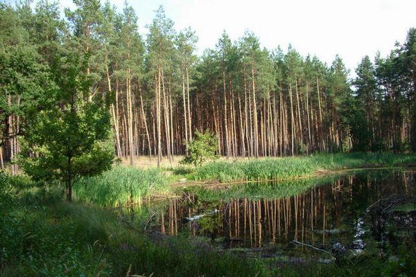 Планується реформування лісової галузі в Україні