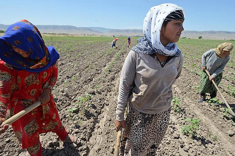 До чого призвела відсутність вільного ринку землі в Таджикистані – дослідження 