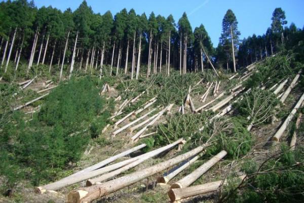 Попереджено лісопорушення на Житомирщині 