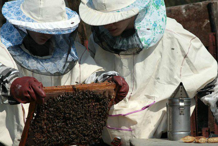 Фермери та бджоляри мають взаємодіяти